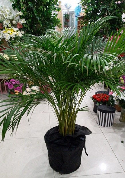 Do�um G�n� �i�e�i 5